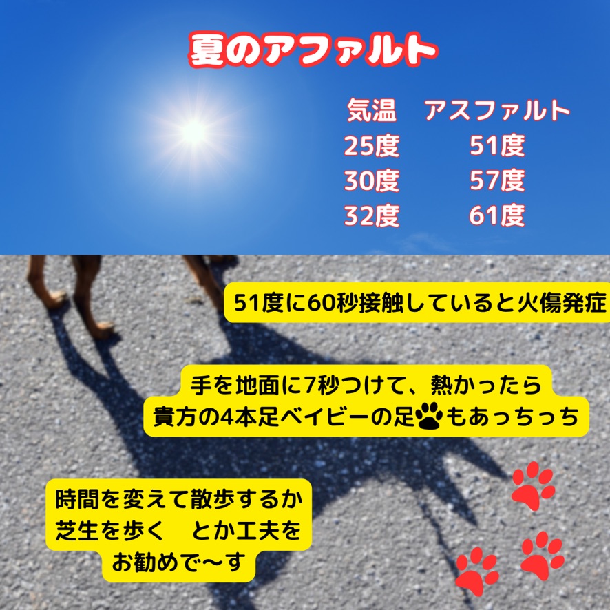 エイミーアニマルコミュニケーター