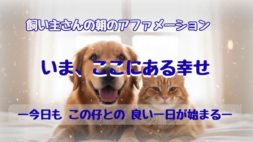 エイミー朝のアファメーション  エイミー朝のアファメーション