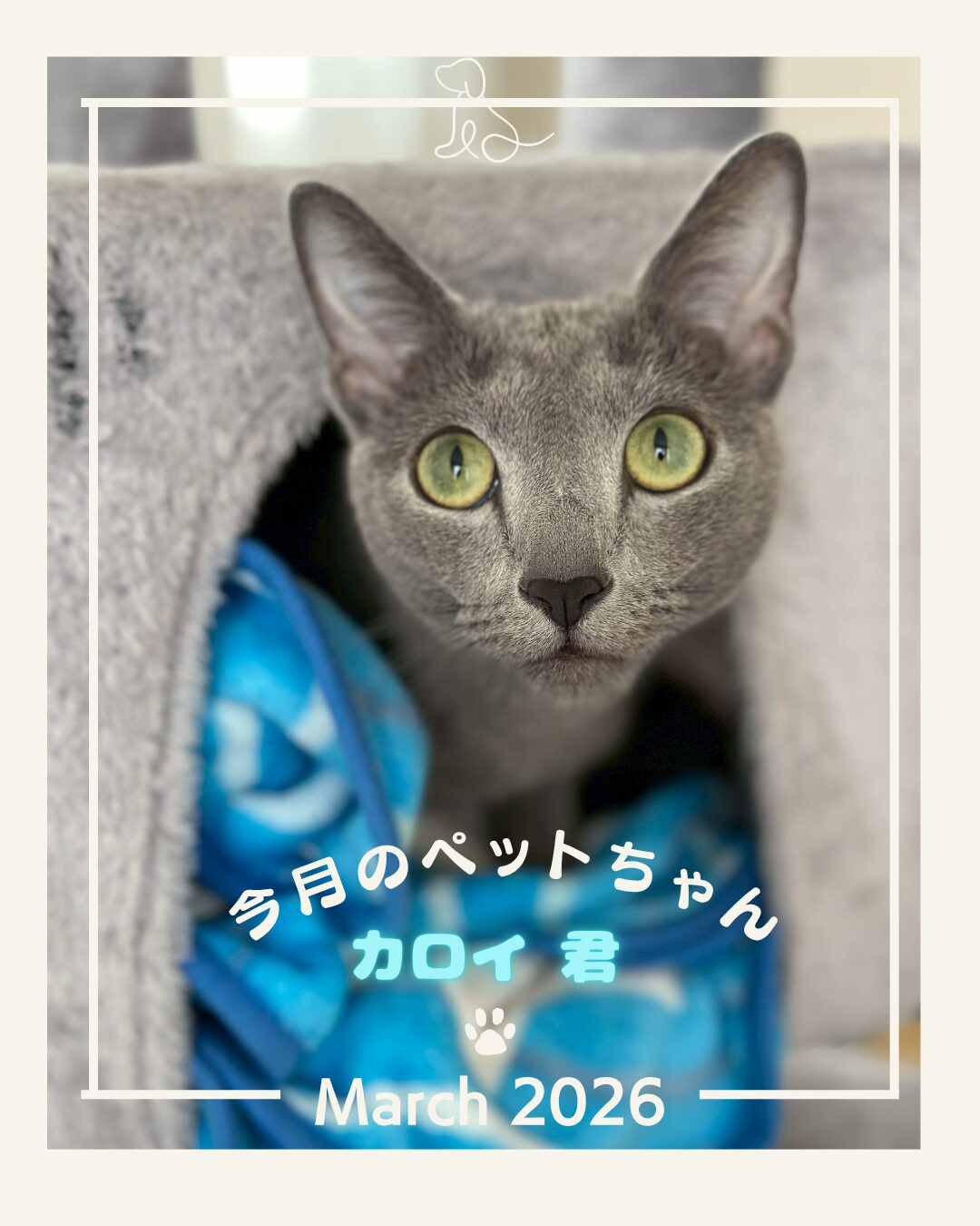 アニマルコミュニケーターエイミー アニマルコミュニケーターエイミー