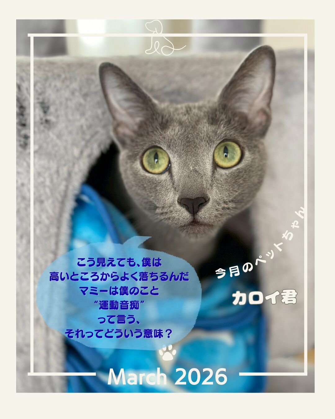 アニマルコミュニケーターエイミー アニマルコミュニケーターエイミー