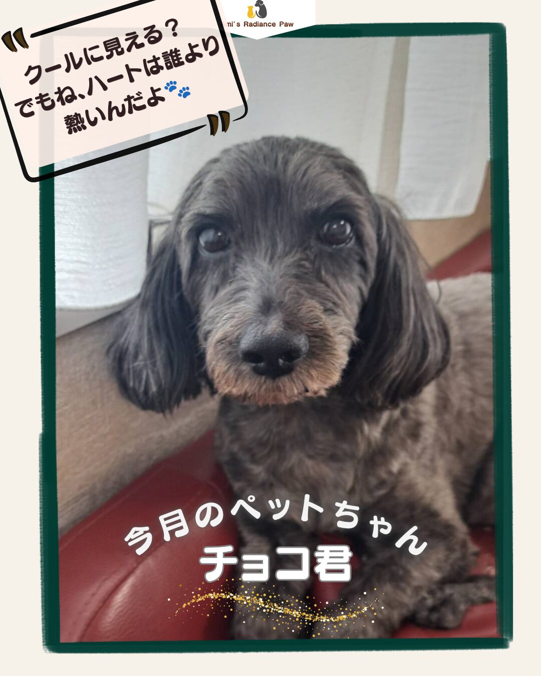 アニマルコミュニケーターエイミー